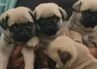 Śliczne szczeniaki rasy mops