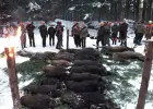 Reproduktory rasy GOŃCZY POLSKIe, użytkowe zapraszają suczkina randkę