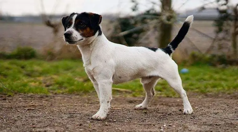 Jack Russell Terrier REPRODUKTOR