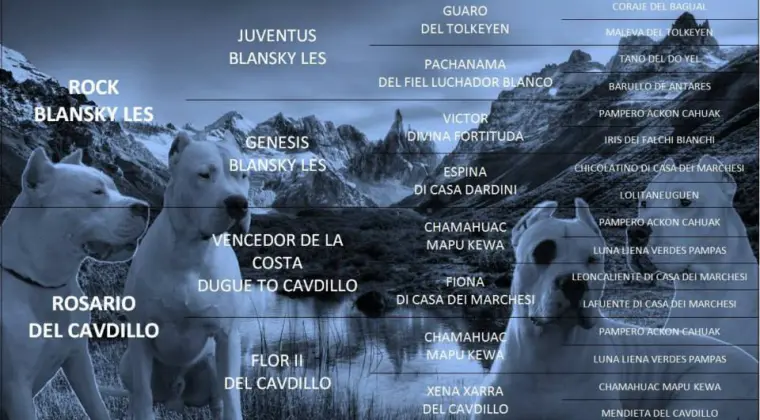 Szczenieta Dog Argentyński po Championach