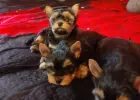 Yorkshire terrier 