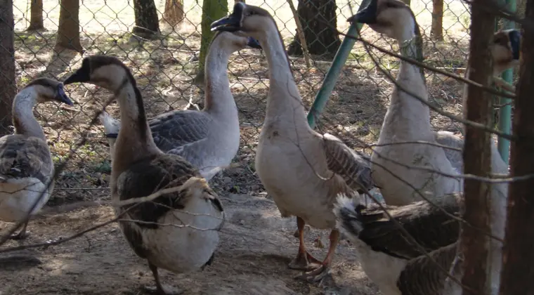 sprzedam gęsi i indyki
