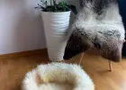 Legowiska dla kota 50cm, 70 cm, naturalna skóra owcza Premium