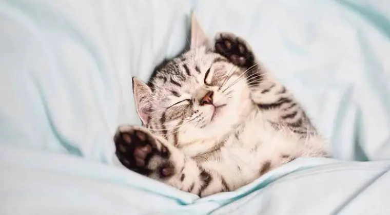 Szukam koleżanki/kolegi (rozmownych) do codziennych rozmów.