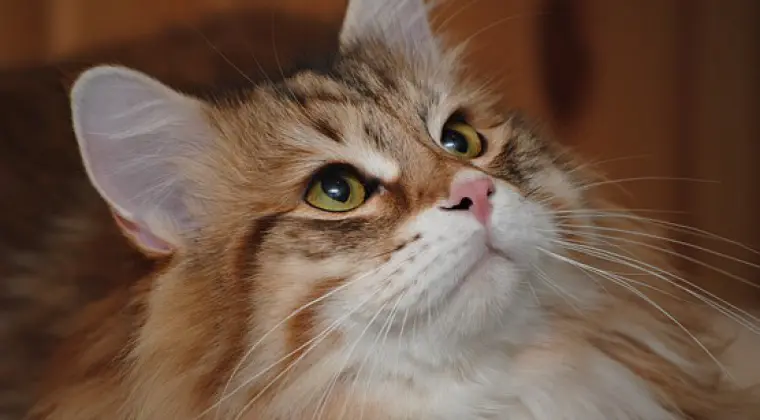 Hodowla Kotów Syberyjskich & Neva Masquerade Nowa Era*PL