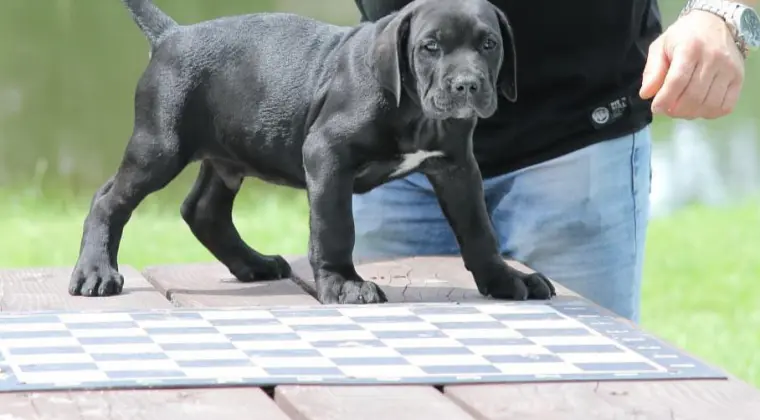 Presa Canario Dog Kanaryjski