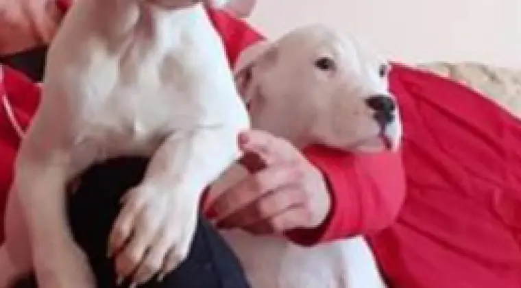 Przepiękne mocnej budowy szczenięta rasy Dog Argentyński Dogo Argentin