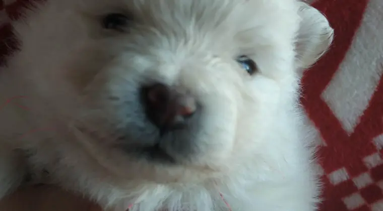 Pomeranian szpic miniaturowy z rodowodem ZKWP FCI pedigree