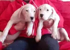 Przepiękne mocnej budowy szczenięta rasy Dog Argentyński Dogo Argentin