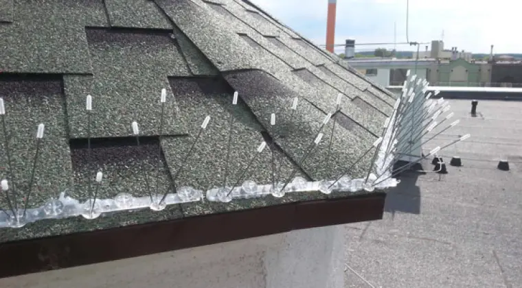 Top Protect - odstraszanie ptaków Bydgoszcz