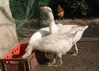 sprzedam gęsi i indyki