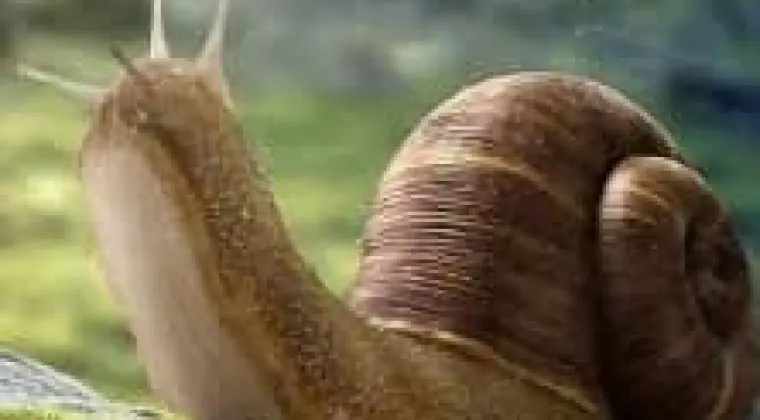 Skup ślimaka winniczka