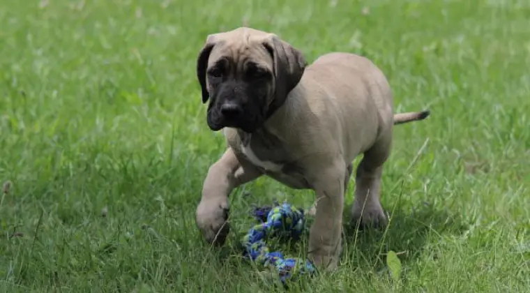 Presa Canario Dog Kanaryjski