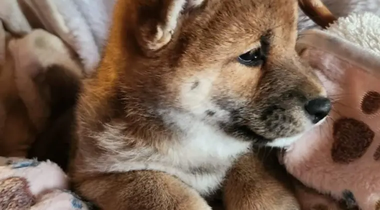 Piękne szczeniaczki Shiba Inu
