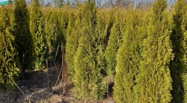 Tuja Szmaragd/ Thuja occidentalis 'Smaragd' 140-160cm Balot