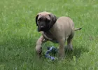 Presa Canario Dog Kanaryjski