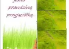 Trawą zarósł ogród , Kran cieknie, drobne prace .:: złota rączka ::.
