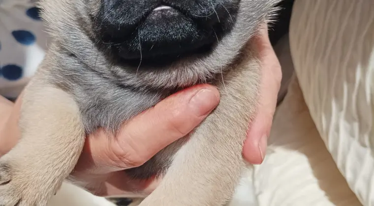 Śliczne szczeniaki rasy mops