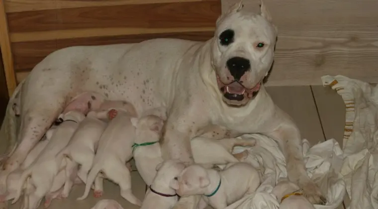 Szczenieta Dog Argentynski Dogo Argentino po wybitnych rodzicach