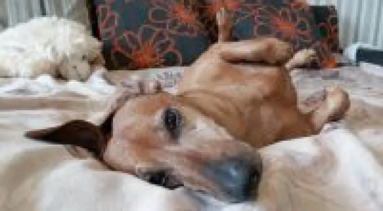 Małżeństwo szuka domu lub mieszkania do wynajęcia!