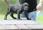 Presa Canario Dog Kanaryjski