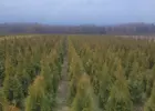 Tuja Szmaragd/ Thuja occidentalis 'Smaragd' 120-130 Balot