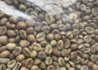 Kawa zielona – niepalona, Robusta 100% (Wietnam)