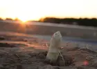 Poszukujemy pomocników do zbiorów szparagów