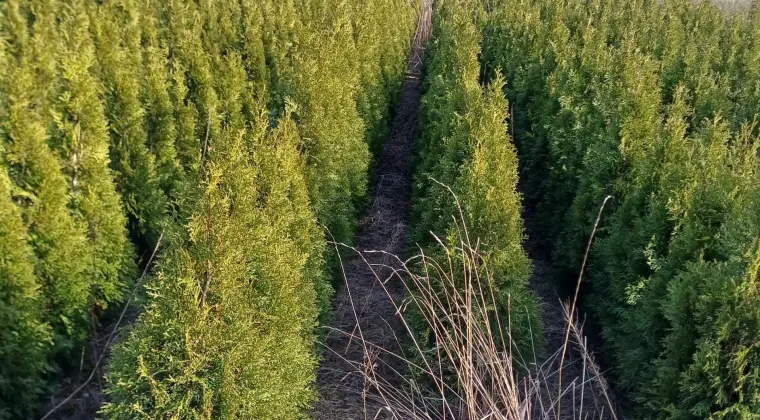 Tuja Szmaragd/ Thuja occidentalis 'Smaragd' 120-130 Balot