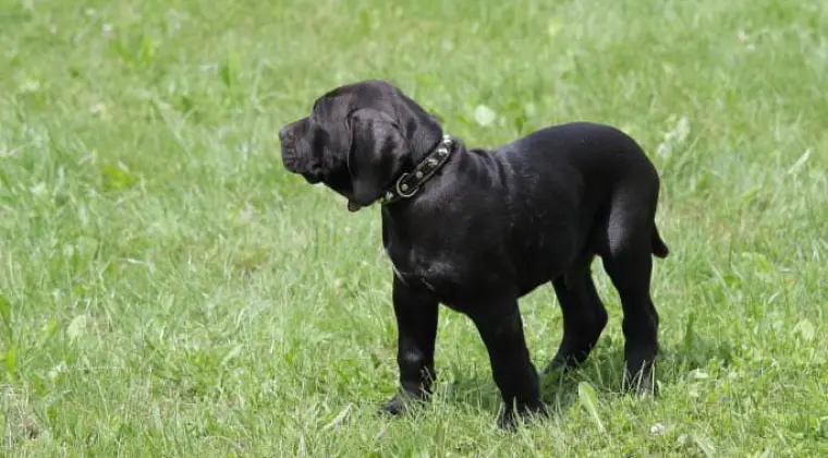 Presa Canario Dog Kanaryjski