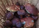 Poznam miłą panią
