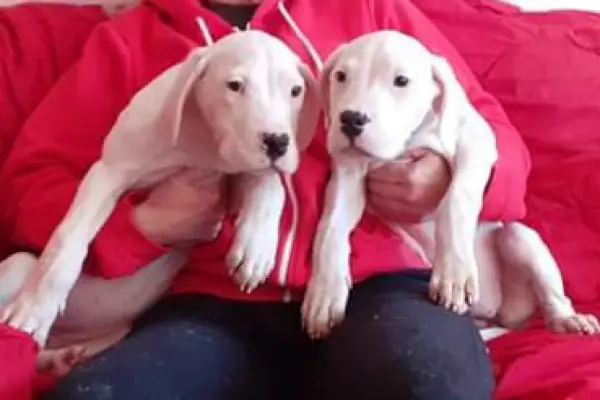 Przepiękne mocnej budowy szczenięta rasy Dog Argentyński Dogo Argentin