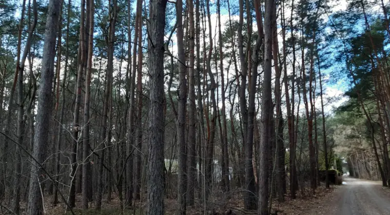 Działka lesna w Warszawie, nieopodal trasy Mostu południowego NA lokatę kapitału i INWESTYCJĘ w przyszłości!