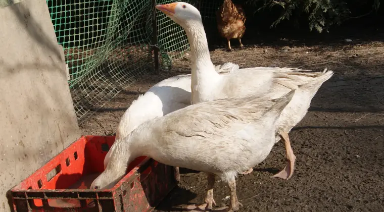 sprzedam gęsi i indyki
