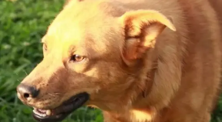 Rudek, młody, nieśmiały piesek szuka odpowiedzialnego domu!