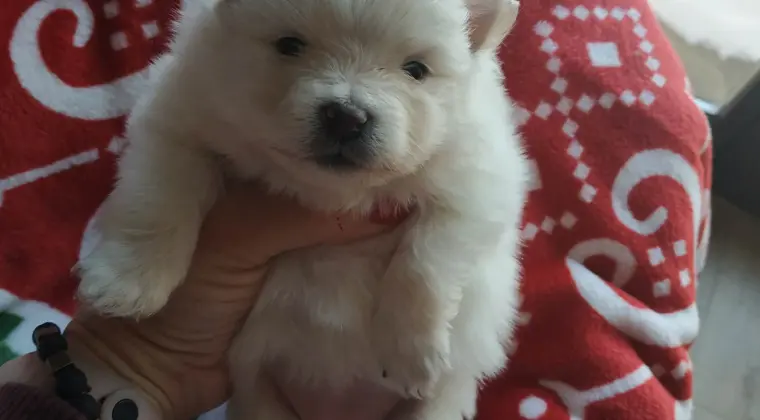 Pomeranian szpic miniaturowy z rodowodem ZKWP FCI pedigree