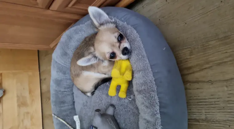 Chihuahua 5 miesięcy