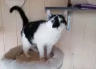 Jestem Gumiś! Adoptujesz mnie?