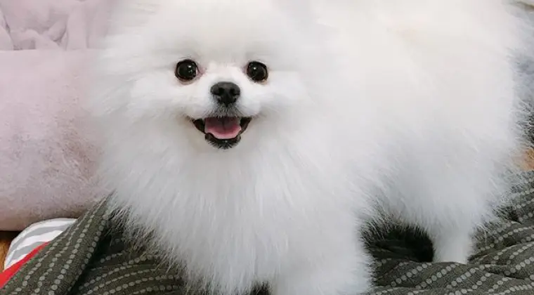 Piękne puszyste szczenięta pomorskie