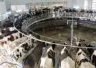 Praca na gospodarstwie - Dojarz - Produkcja mleczna