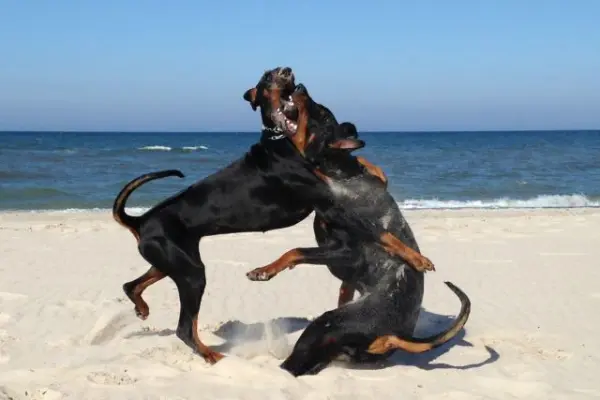 Doberman szczenięta, Hodowla dobermanów, ZKwP/FCI