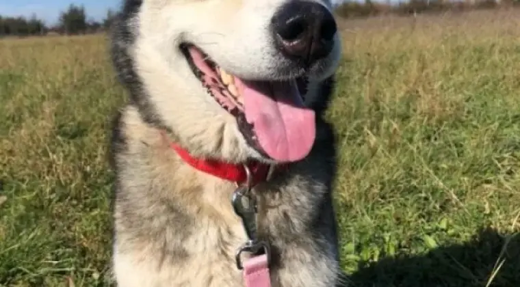 Akito wesoły, łagodny, towarzyski siberian husky ADOPCJA