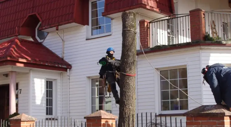 Sekcyjna ścinka drzew