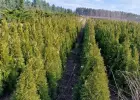 Tuja Szmaragd/ Thuja occidentalis 'Smaragd' 120-130 Balot