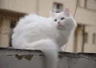 Hodowla Kotów Syberyjskich & Neva Masquerade Nowa Era*PL