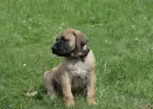 Presa Canario Dog Kanaryjski