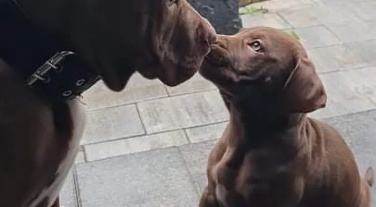 American pit bull