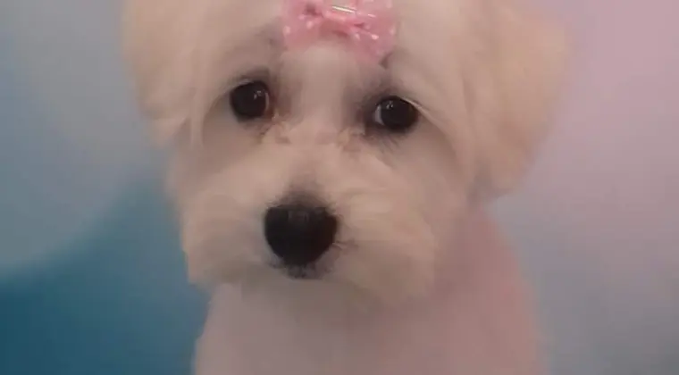 Psi fryzjer Elfion Leśnica 