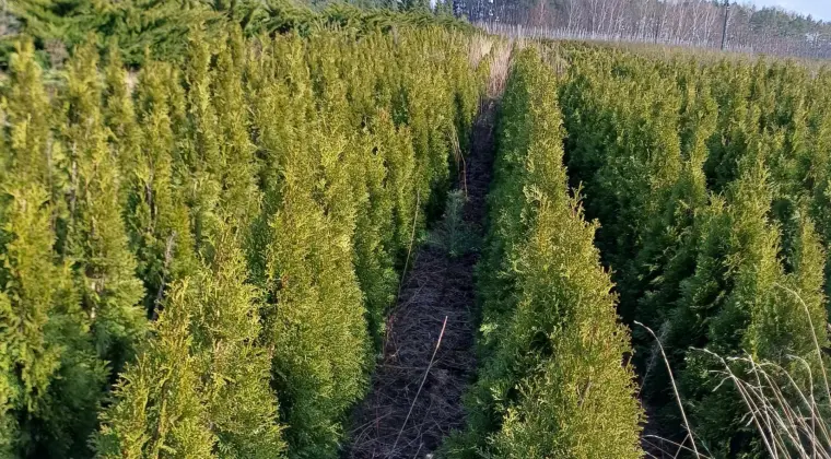 Tuja Szmaragd/ Thuja occidentalis 'Smaragd' 120-130 Balot