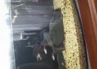 Oddam za darmo